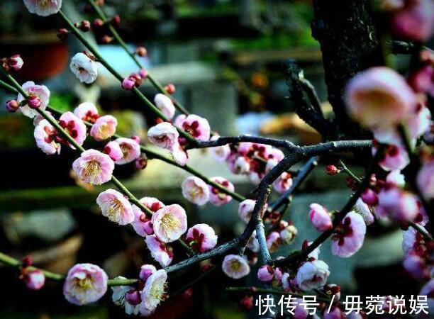 零落成泥碾作尘!陆游最经典的写景词,全篇无一梅字,却句句描写梅花