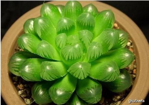 茶花|换盆的最佳时节到了,错过了绝对后悔