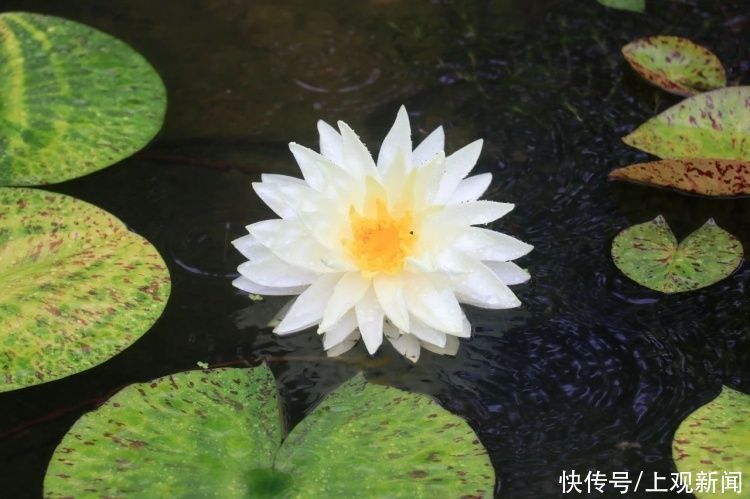 荷花|“四蒂睡莲”长什么样?一起来花博园看荷花、莲花群芳争艳