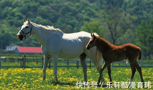 生肖牛|家中若有这3个生肖，9月必当扶摇直上，高枕无忧，事业飞黄腾达