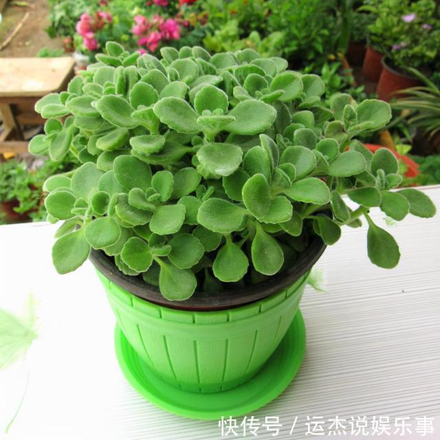 公认的“六种健康花”，建议至少养一盆，好看好吃，有些还喷香