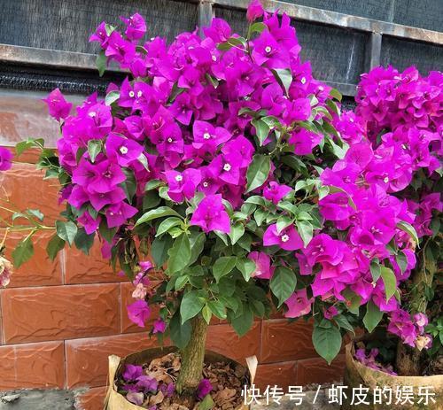 用鸡蛋壳养花,可以让你的花卉花开不断