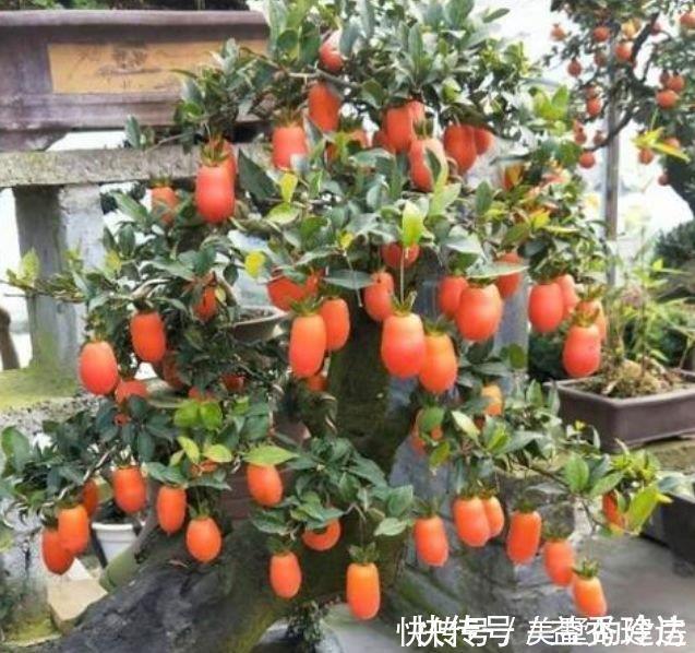 腐叶土|3种福运花，自带福气好养活，旺财又旺宅，而且观赏性强