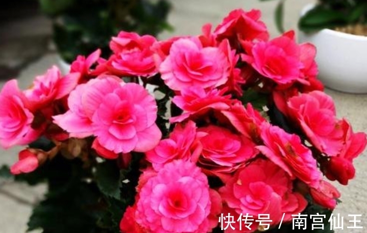 养花肥料分“四类”,缺1种就难养好,家中要常备才行!