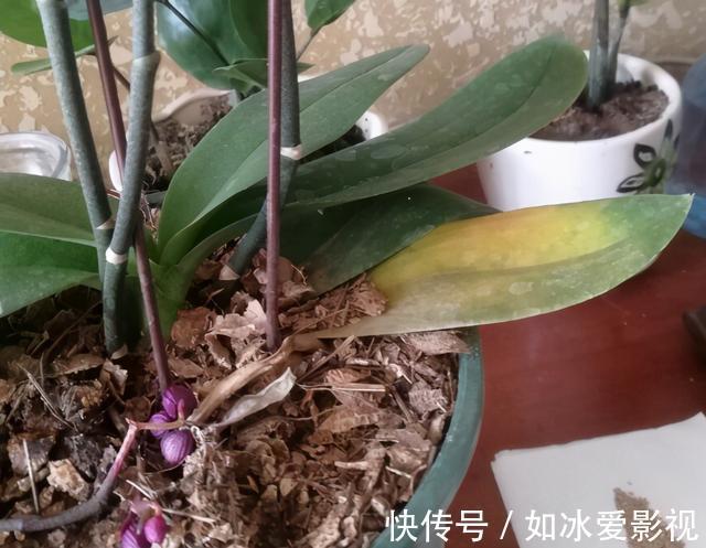 青苔|发现蝴蝶兰花谢后,第一时间该怎么处理才能让它年年开花?