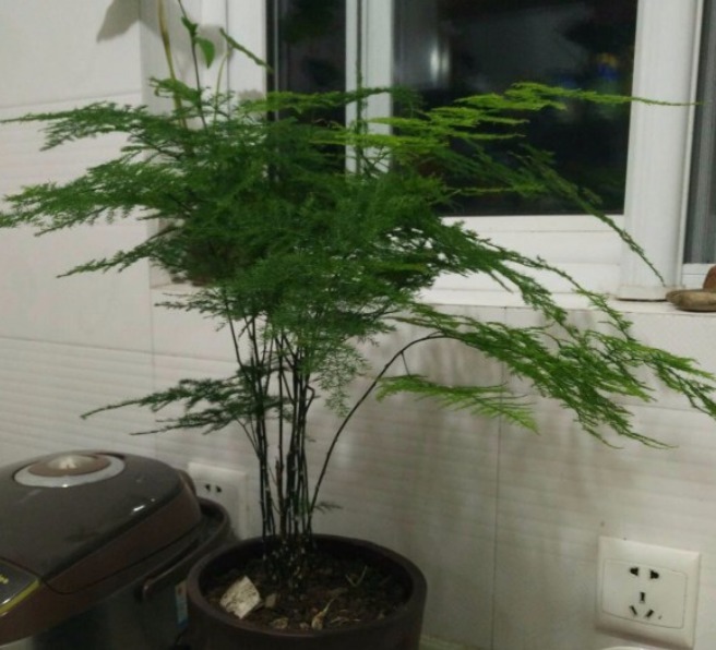 超耐阴的文竹，3个小手段，养成绿油油的小森林！