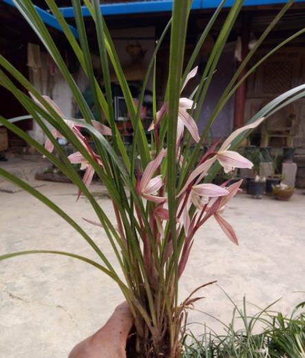 兰花|9月朵朵香长花苞，提前做好3件事，快速爆花皆饶清馥