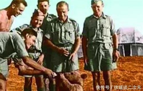 炮弹|二战唯一有军衔的棕熊：在前线扛炮弹，退伍后抽烟喝酒活得很滋润