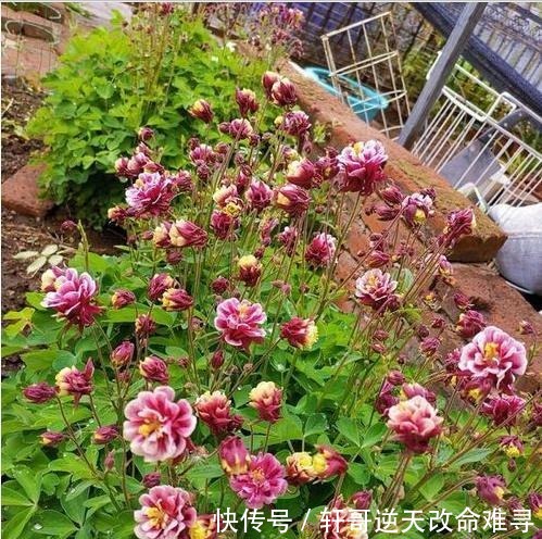 天冷不知养啥花那就养盆它,冬天不用管,春天也能开出一片花海!