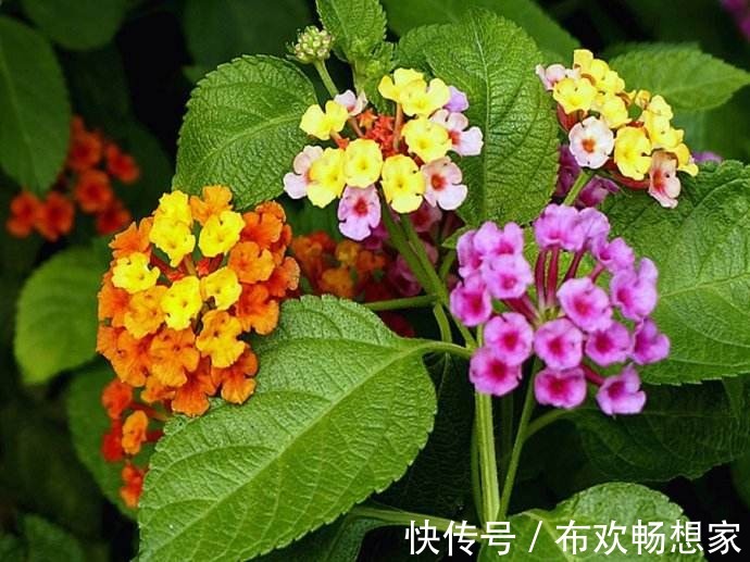 这几种花千万别轻易放家里,不然后悔都来不及,快看你家有没有!