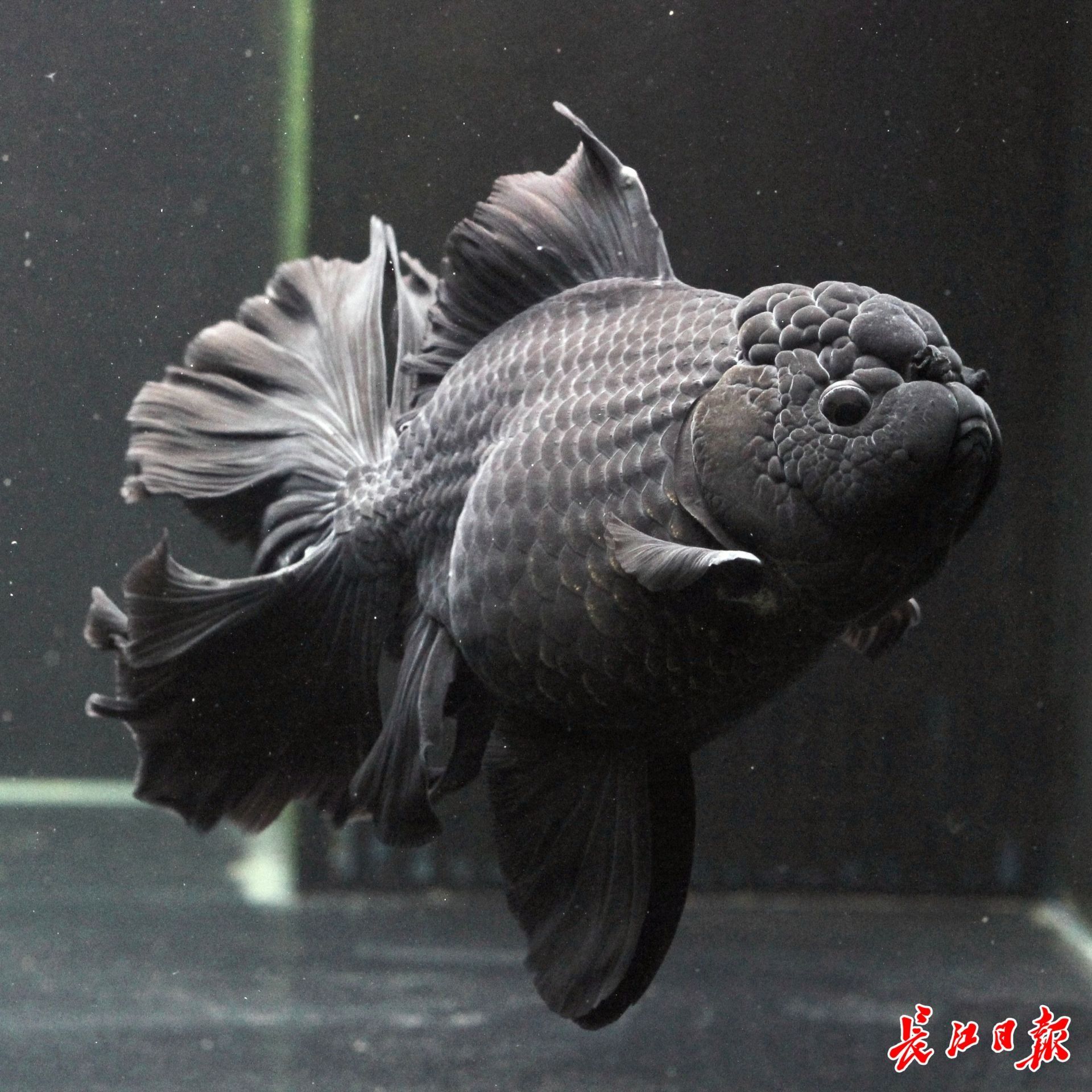 金鱼产卵后要和鱼卵分开吗