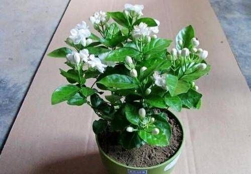 最厉害的养花营养液给茉莉花喝一勺,花苞呼呼长,清香飘满屋