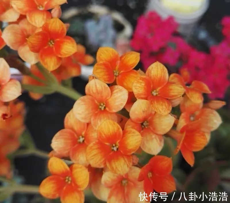 花期|45种长寿花，个个都是高颜值，家里养几盆，美得移不开眼