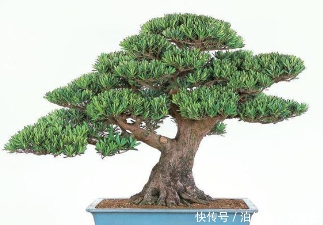 家里再小也要养的“镇宅花”,虽然很丑,但招财又进宝,寓意满满