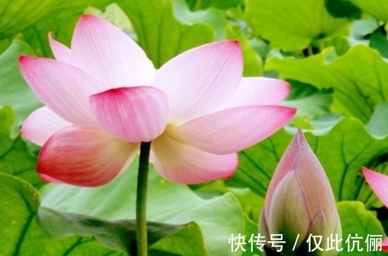 家庭|12月中旬,4属相吉星照耀,家庭美满,事业进步,生活如鱼得水