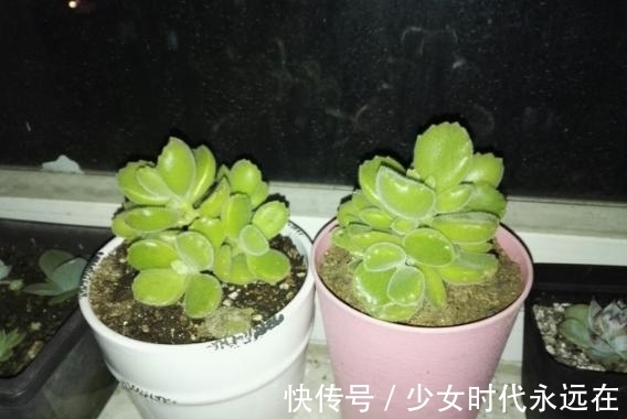 养多肉熊童子,不碰就掉叶子,你知道为什么,该怎么抢救吗?