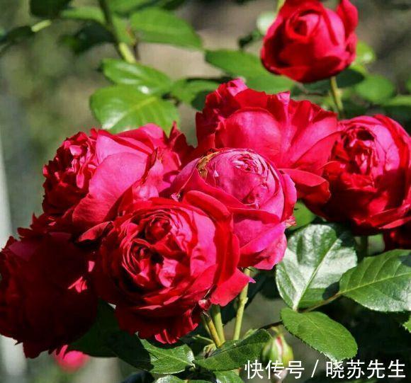 日晒|入秋月季不开花,从这三方面入手,开花一茬接一茬,花量大还抗病