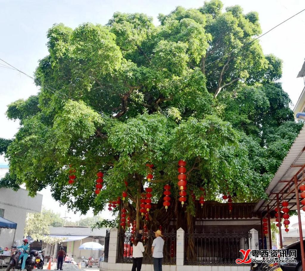 新坡合水有棵600岁老榕树好壮观，当地集市名字源于它