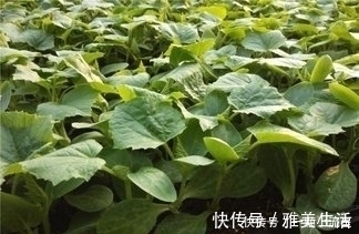 马齿苋|这三大野菜,看着是草,吃着是宝,清热解毒、润肺止咳、降低血压