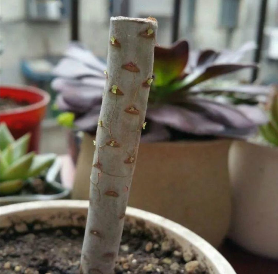 养多肉黑法师,在枝头部位切一刀,爆出更多大“花头”