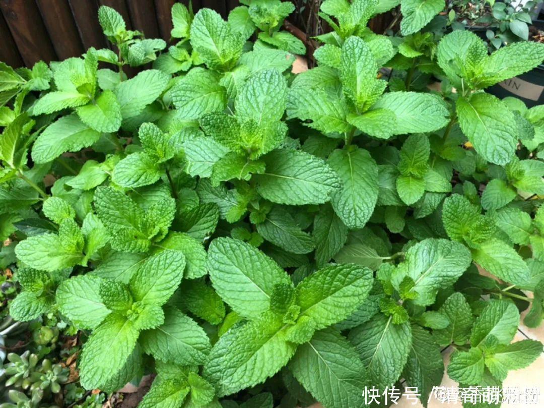 潮湿|超级“喜水”的花,3天不浇水,就离死不远了