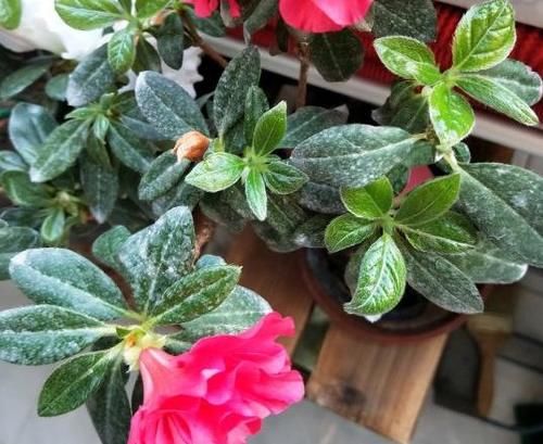 给花期中的植物1周喂1次它，效果就像打了催花激素