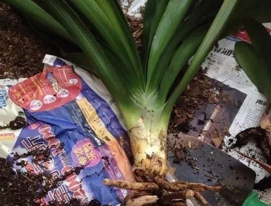 溶液|家中养花，这5毛钱的小东西别乱丢，能让花蹿到2米高，你知道了吗