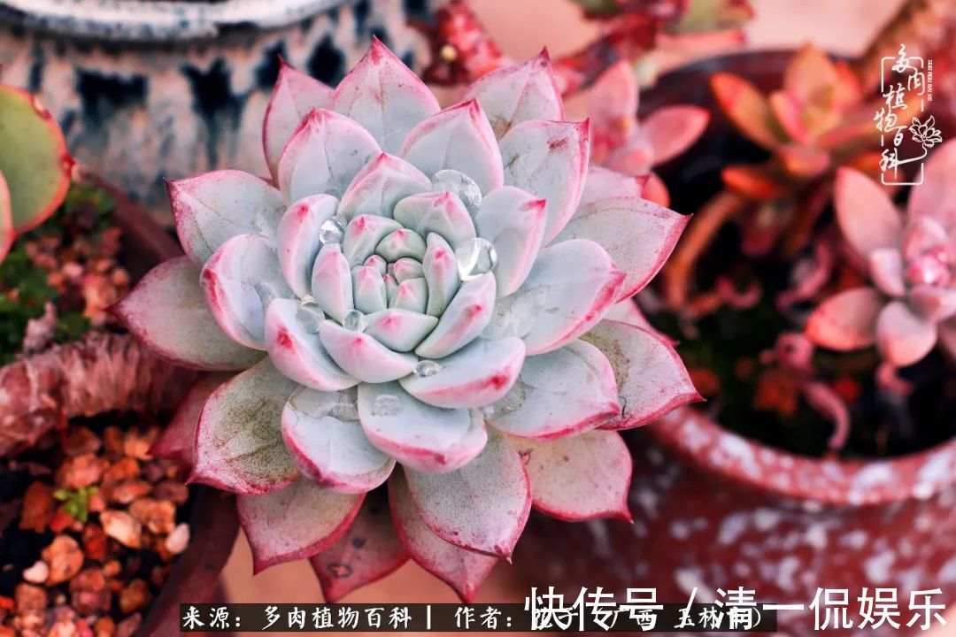为了爱情|为了爱情来到陌生城市,偶遇多肉,地老天荒的爱恋!