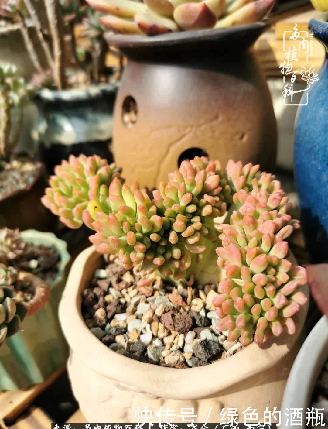 无关利益，不计得失，多肉给了我不一样的感受温暖的方式