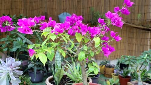 雨天三角梅如何控水，花后怎么做才能快速复花，分享我的方法