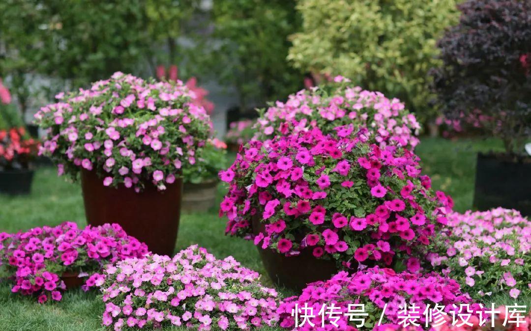 茉莉花|6种“漂亮花”,长了就狠剪,舍不得剪害处大,耽误一年开花量