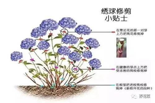 绣球花冬剪一步到位，来年花色艳丽，爆盆盛开