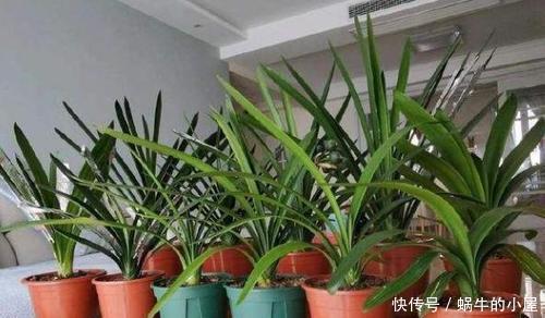 春天买花有技巧，4种花再便宜也别买，养不活白费力！