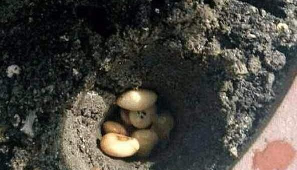 虎皮兰不见长、烂根多用上“4招”小方法,根系壮、叶片绿