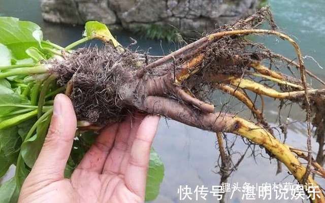 遇见|人称“金不换”，农村遇见，请别拔掉，因为“根部”价值极高