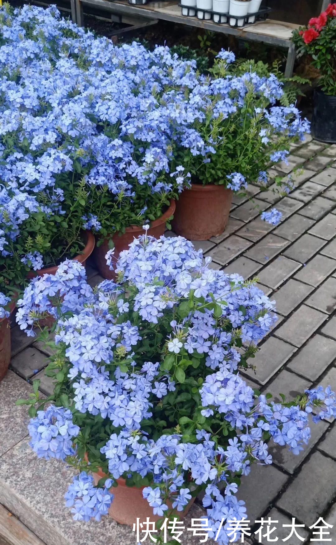 月季|8种花，现在快施肥，秋天开出满树花