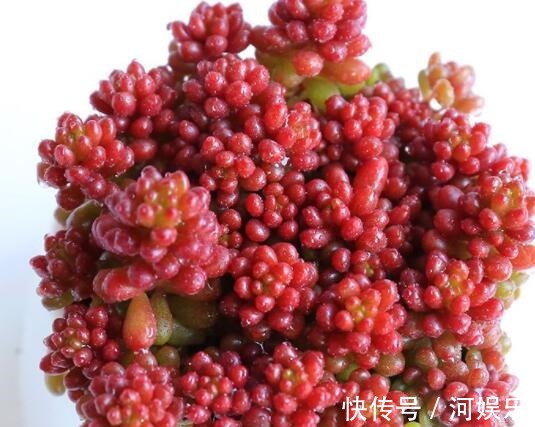 多肉红色浆果的三个养护小技巧,各个晶莹剔透,值得一试