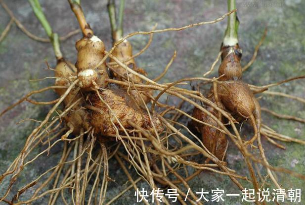 九龙盘|湿气不除百病生，每天泡一泡，排出体内多年湿毒，浑身轻松