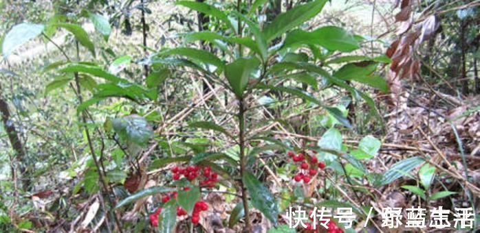 农村|灌木丛里的小红果,过去摘来当零食,殊不知是珍贵的“黄金万两”