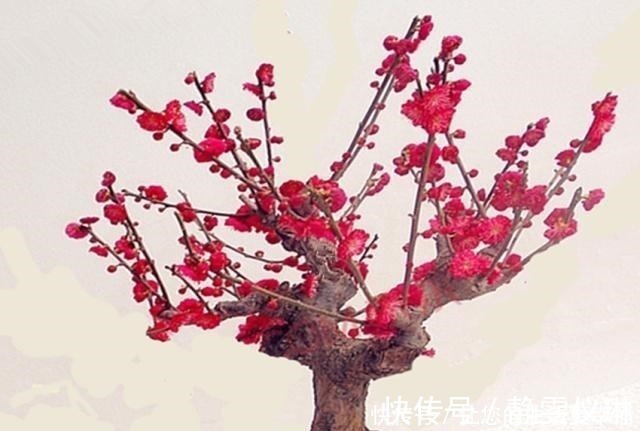 养价值|八种盆栽称为天然盆景，越养越美，越养价值越高、寿命几十年！