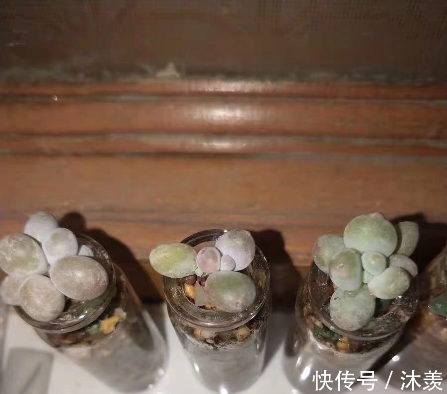 布丁瓶搭配海绵养多肉,不买盆不买土,干净卫生,容易出状态