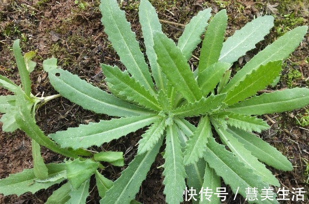 小根|65种野菜图片,带你认识不同的野菜和吃法,你想要的野菜这里都有