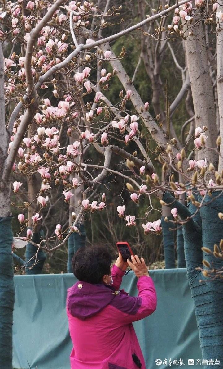 大明湖|春来静悄悄，济南大明湖畔的玉兰花都开了！