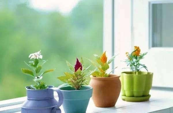 老人常说:男人养花不是“娘”就是懒,你认同这句话吗?