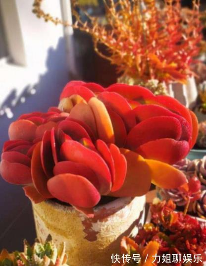 老花匠的多肉配方,学会了大小苗都能养好,简单好养适合新手