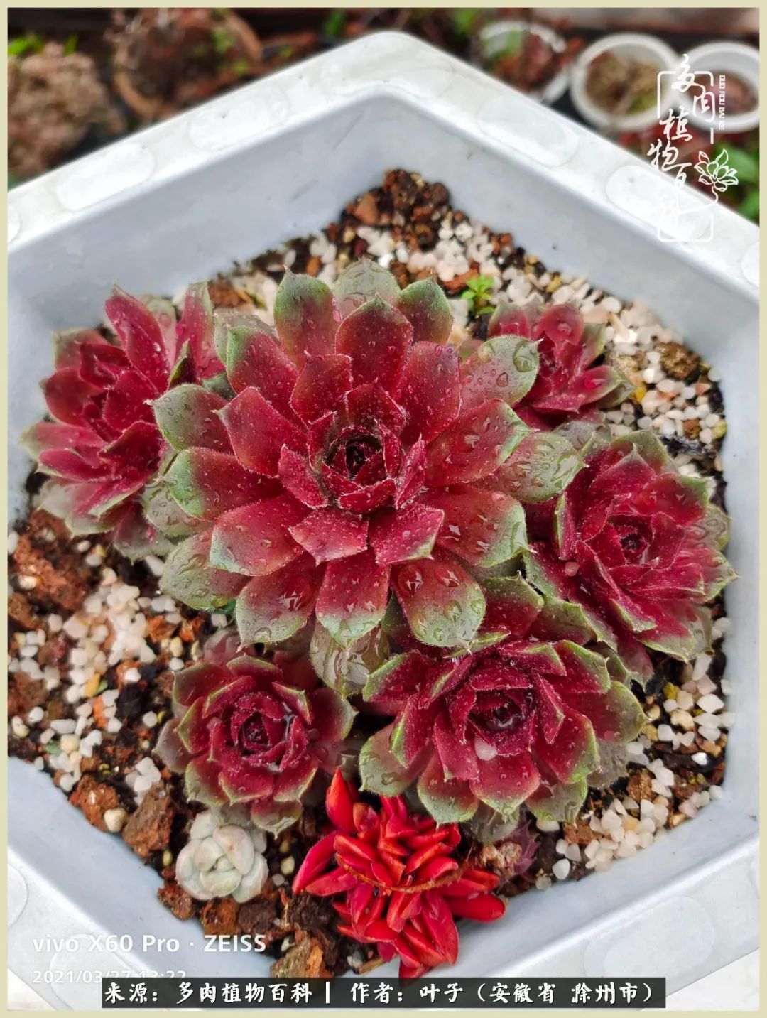 多肉相伴的美好时光,对多肉已是痴迷入骨!