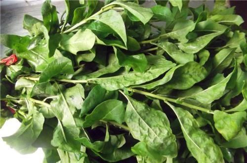  养生|秋季养生常吃四种食物，清热排毒，降压降脂，血管更通畅