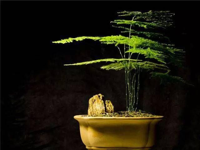 事项|文竹浇水的时候有哪些注意事项应该如何浇水？