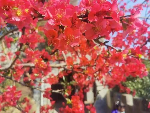 中薪|樱花、海棠、油菜花......到这些地方来边品美食边赏花