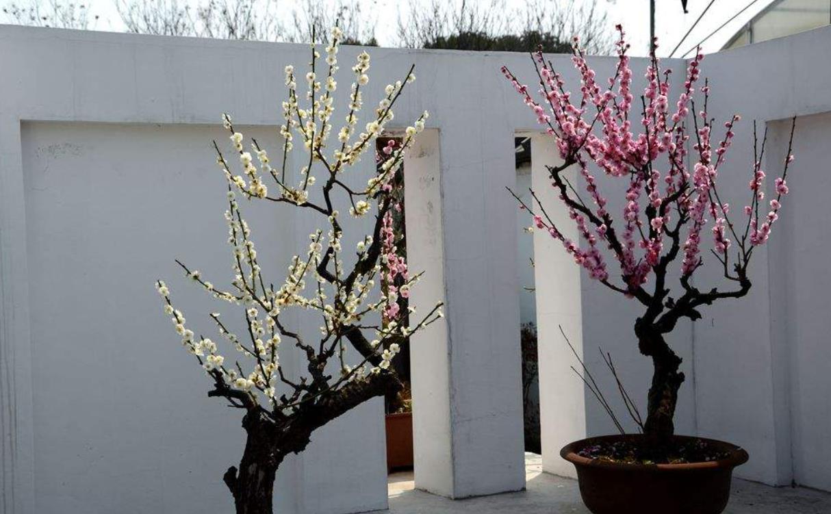 搬进|5种花冬天再冷也不怕,年前搬进室内,过年就开花,喜庆又漂亮!